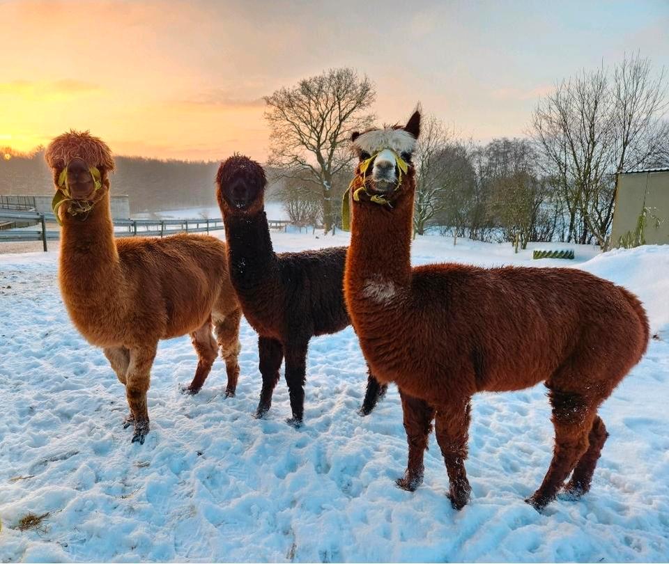 Thumbnail-FerienwohnungBauernhofLast Minute Urlaub mit Hund
