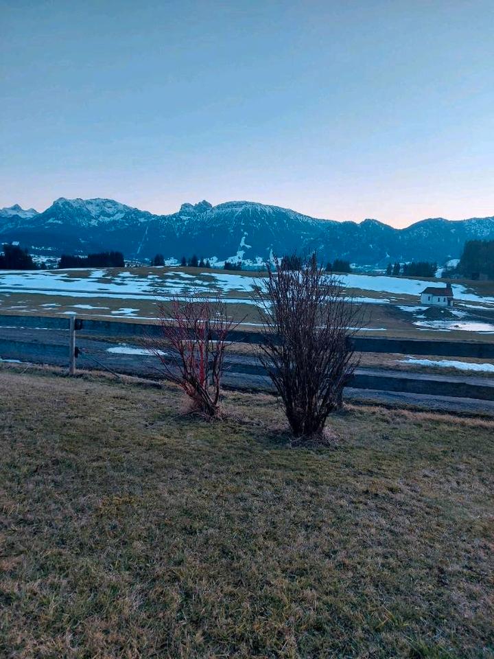 Thumbnail-Einliegerwohnung Nähe Pfronten