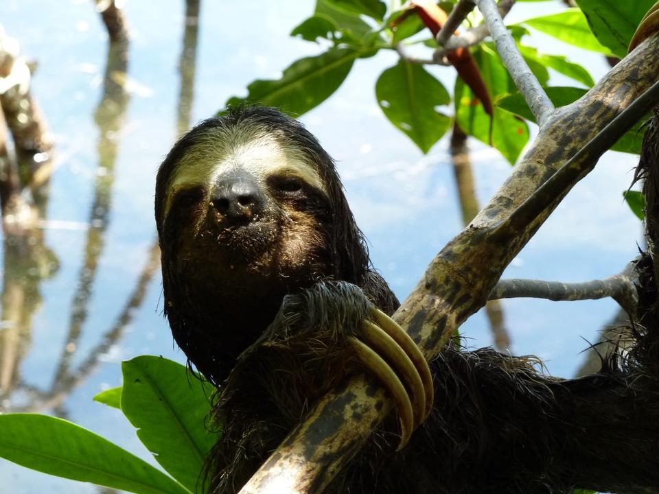 Thumbnail-WOHNUNG mit Garten 400 m vom Pazifik in COSTA Rica langfristig zu vermieten ☎️ 0178