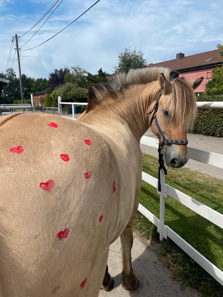 Thumbnail-Ferienwohnung auf dem Ponyhof