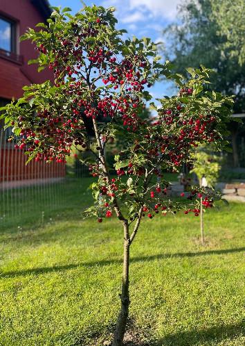 Thumbnail-Freie Termine! Gemütliche Ferienwohnung | Parkplatz inkl. | 50 €