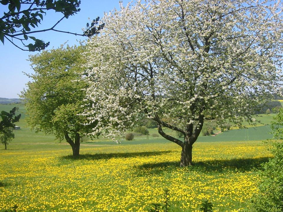 Thumbnail-Große Wohnung am Ortsrand, grün und ruhig