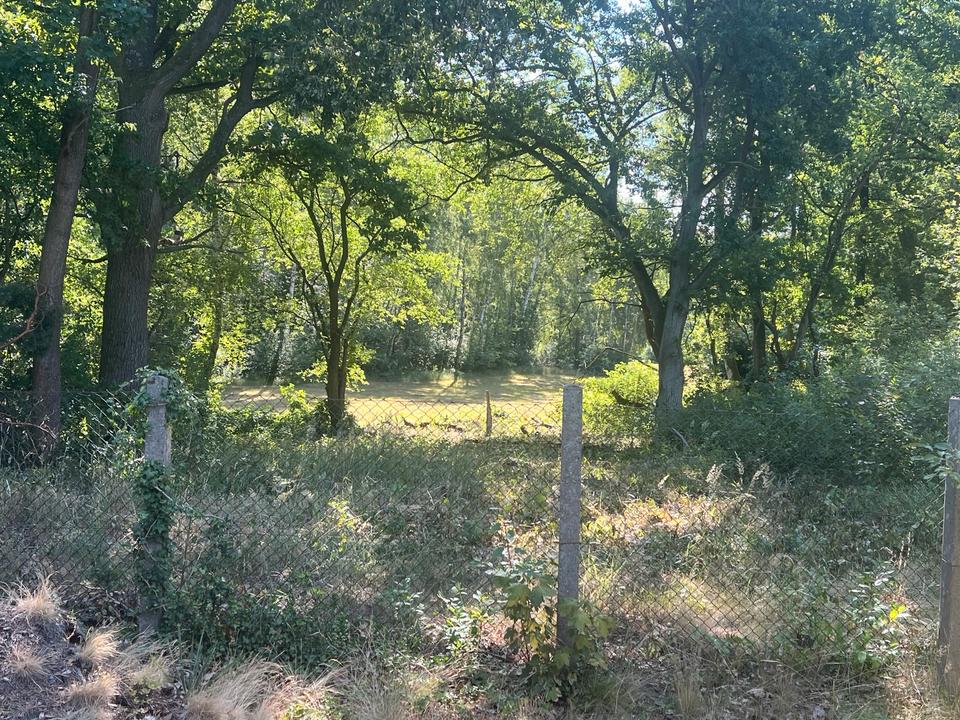 Thumbnail-Baugrundstück Zühlsdorf - schöne Lage direkt am Wald