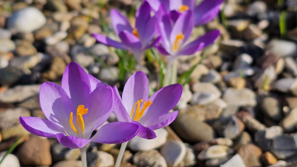 Thumbnail-Leckerer Schrebergarten mit gemütlichem Wochenendhaus in Sandkamp