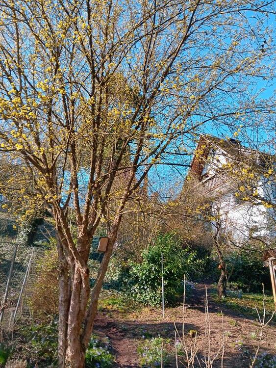 Thumbnail-Mietwohnung 4 Zimmer