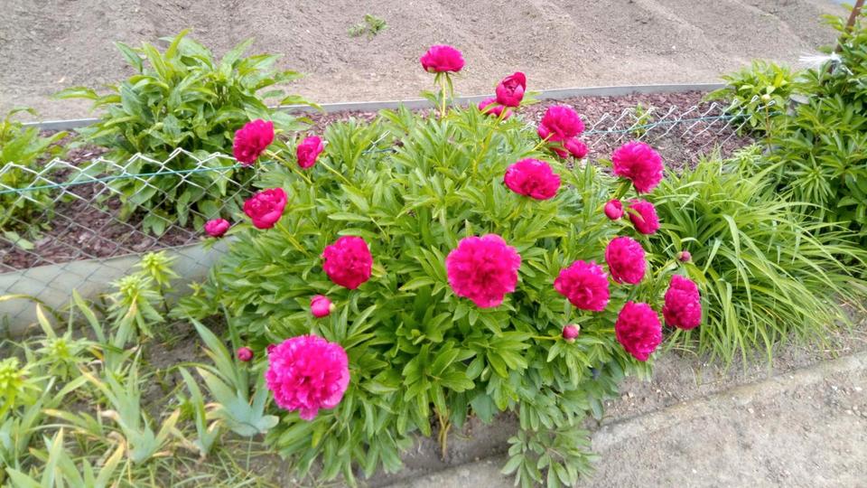 Thumbnail-Gepflegter Kleingarten