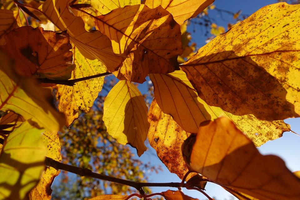 Thumbnail-Bungalow mit Eigentumsland