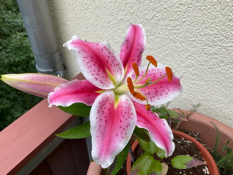 Thumbnail-Mietwohnung vollmöbliert, Südvorstadt, sanierter Altbau DMS