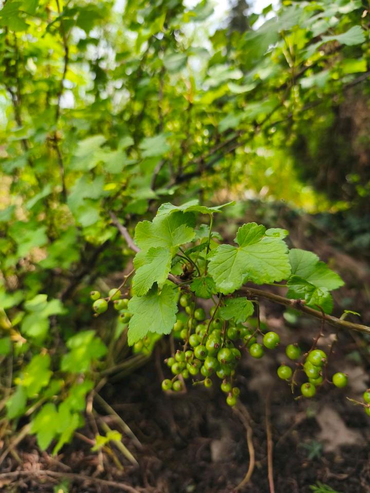 Thumbnail-Kleingarten Pachtgarten