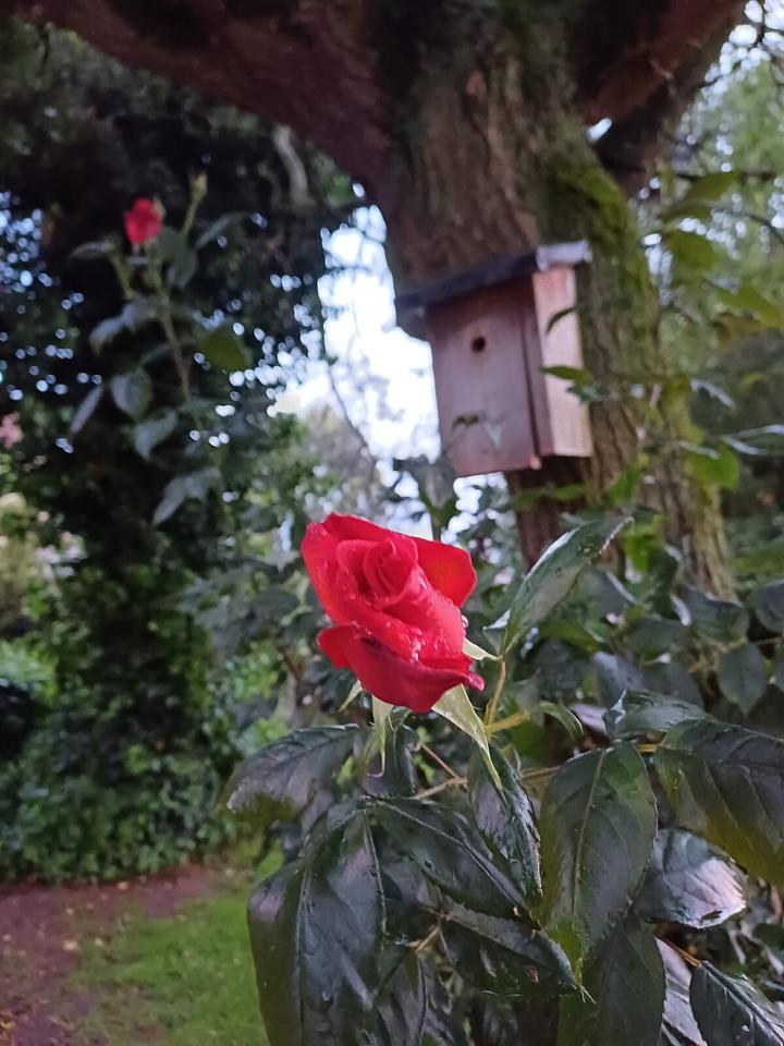 Thumbnail-Exklusiv ausgestattete Wohnung in ruhiger und angenehmer Lage!