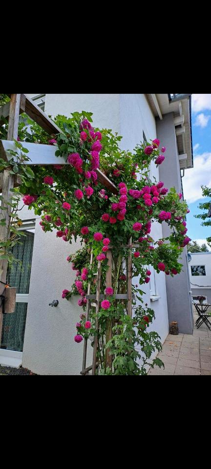 Thumbnail-Wohnung zu vermieten in Walddorfhäslach