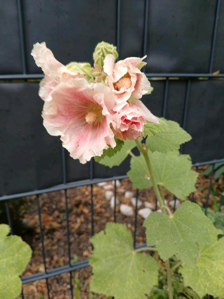 Thumbnail-Kiezgefluester - Ein Haus zum Ankommen und Verlieben