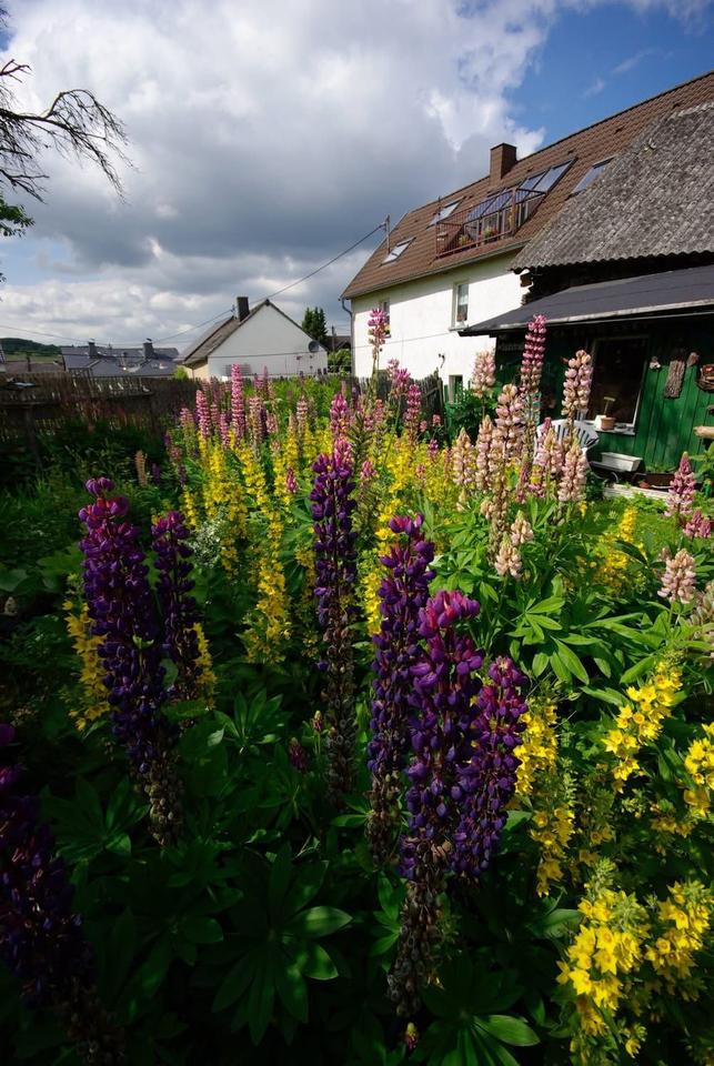 Thumbnail-300qm Haus mit Garten inmitten der Vulkaneifel
