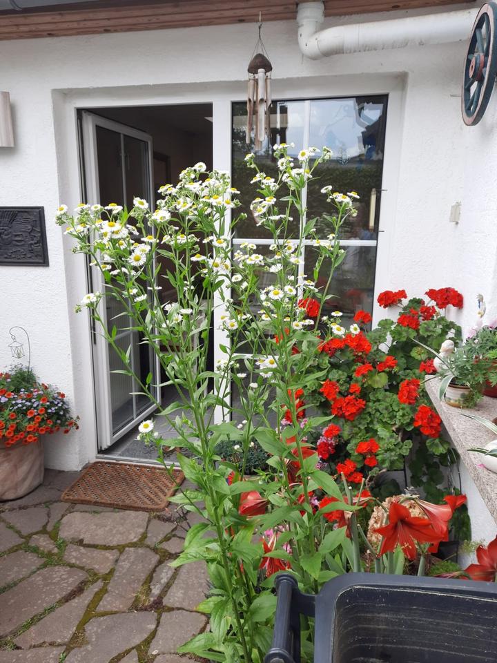 Thumbnail-Reihenhaus Innenlage von Tangermünde