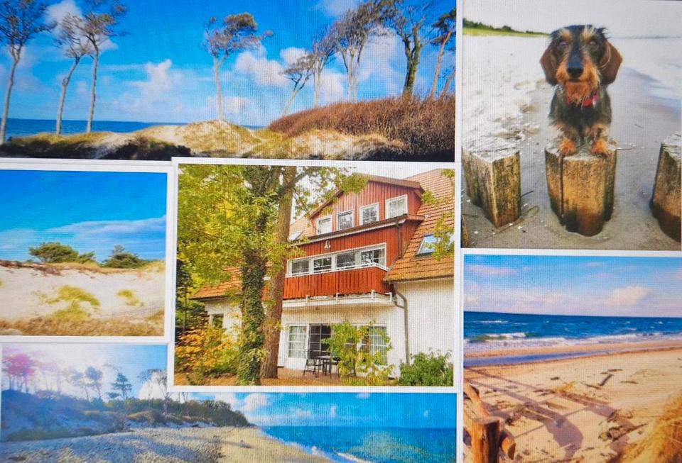 Thumbnail-Ferienwohnung Fewo Hund Strand Wald Prerow