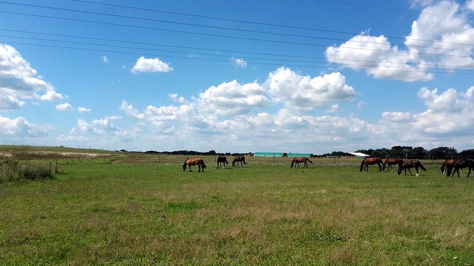 Thumbnail-Provisionsfreies Traumhaus mit Blick auf Pferdekoppel(2017)