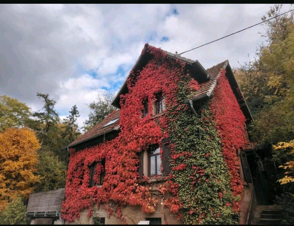 Thumbnail-Einfamilienhaus in der Natur