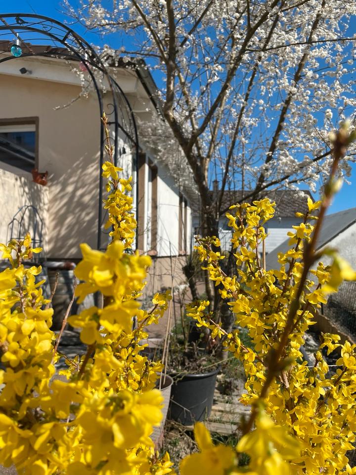 Thumbnail-1 bis 2 Familienhaus (Verkauf oder Mietkauf) OHNE MAKLERGEBÜHREN,