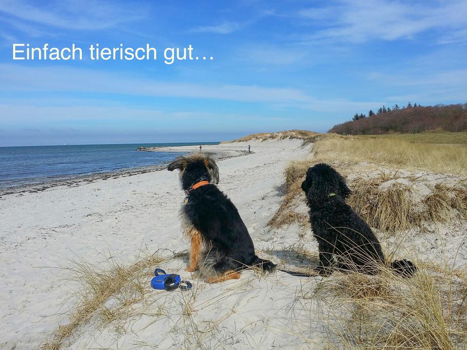 Thumbnail-Ferienwohnungen Urlaub mit Hund Ostsee Wendtorf Kieler Bucht ab