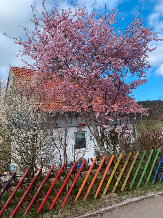 Thumbnail-Einfamilienhaus in St.Georgen Langenschiltach