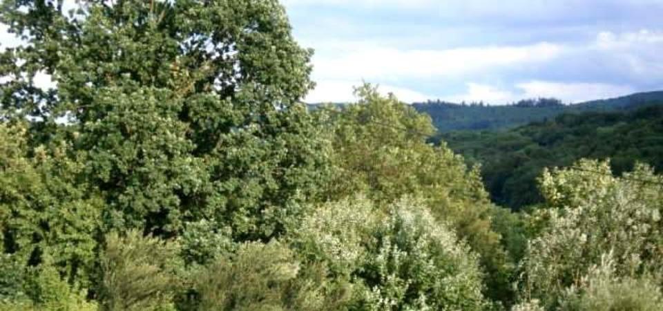 Thumbnail-NATURPUR SONNIGE 3-Zi. DG-Whg. an max. 2 Pers. NR zum 1.3.2026