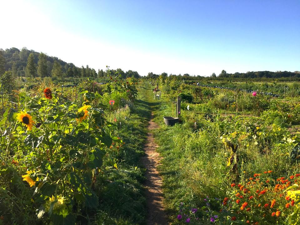 Thumbnail-Garten mieten in Berlin – für 6 Monate – mit über 20 Gemüsesorten