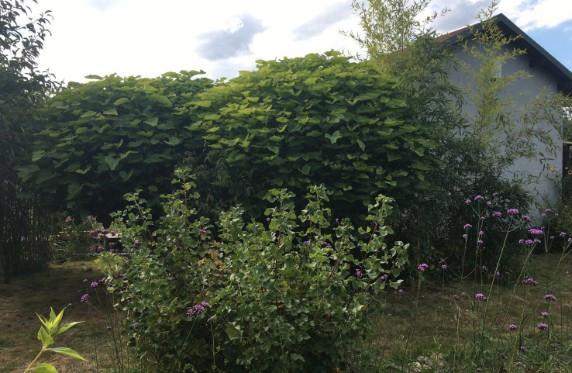 Thumbnail-massives Haus im Kleingartenverein Königsbrück zu verkaufen