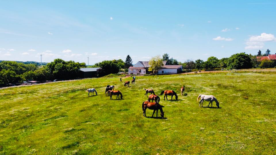 Thumbnail-Einfamilienhaus Bauernhaus Altbau Resthof mit Nebengebäuden und Weide 22.384m² Grundstück in Sefferweich Bitburg-Prüm