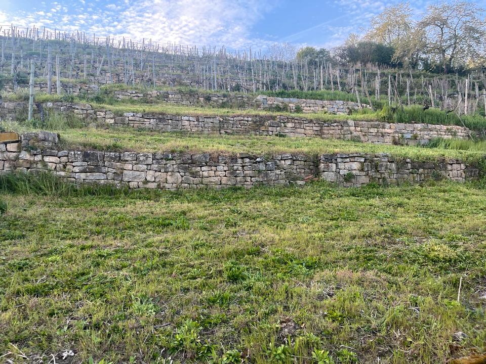 Thumbnail-Gartengrundstück Weinberg zu verpachten vermieten