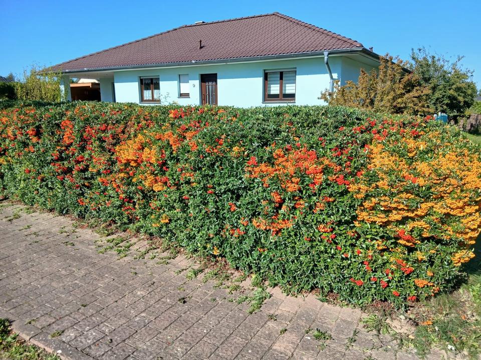 Thumbnail-Einfamilienhaus (Bungalowstil) in Jägerhof zum Verkauf