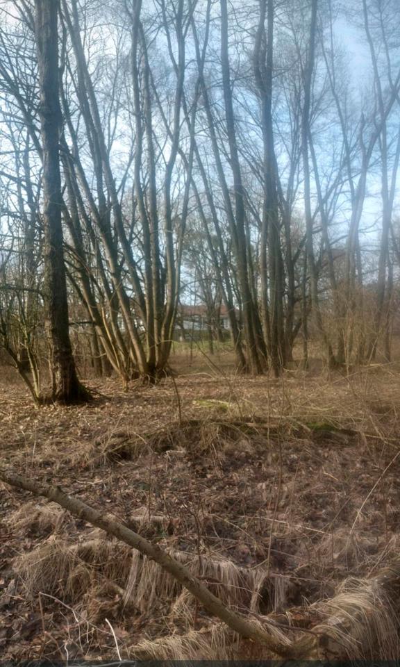 Thumbnail-Grundstück zur Miete Pacht in 06869 Coswig ( Anhalt )