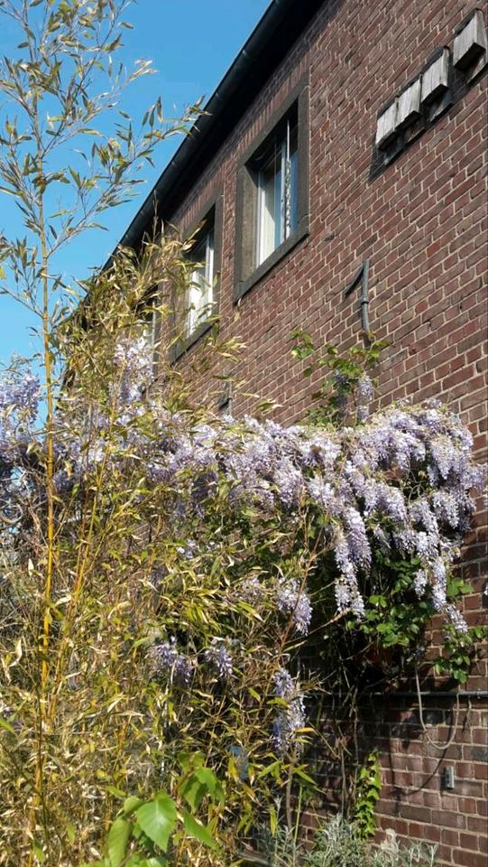 Thumbnail-Historisches Anwesen mit Loftwohnungen in Tarnbunker!