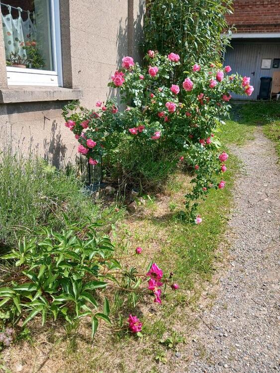 Thumbnail-Wohnen in Garten- und Hausprojekt