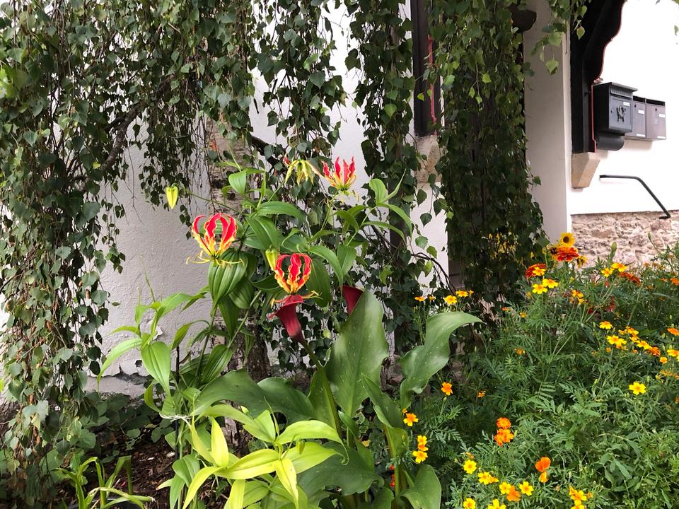 Thumbnail-Glückwunsch - Bonus Dreiseitenhof