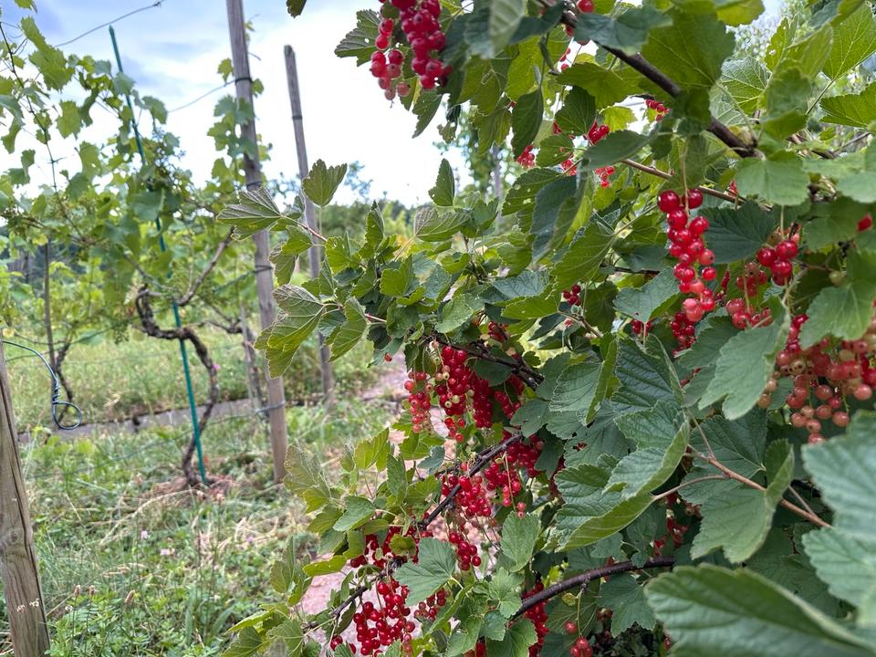 Thumbnail-Weinberg mit Perma-Garten zu verpachten, S-Feuerbach, Hohewart