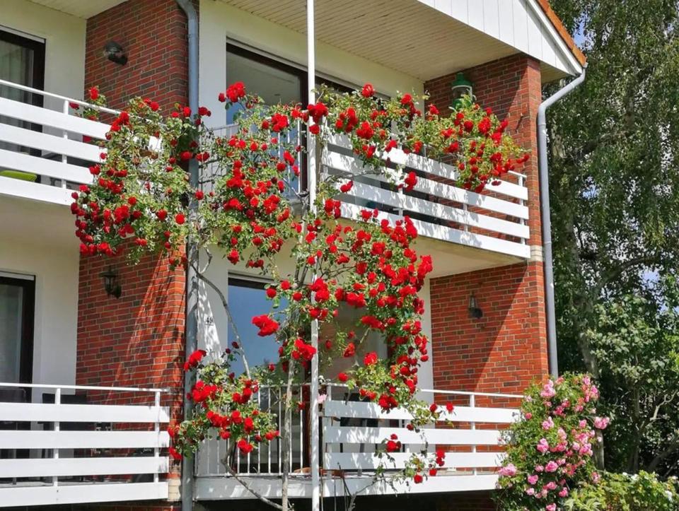 Thumbnail-Rosige Zeiten! Wohnung im Reihenhaus-Stil direkt am Deich: 2 Wohneinheiten, 2 Küchen, 2 Bäder!