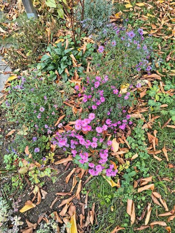 Thumbnail-Garten in Altenhain