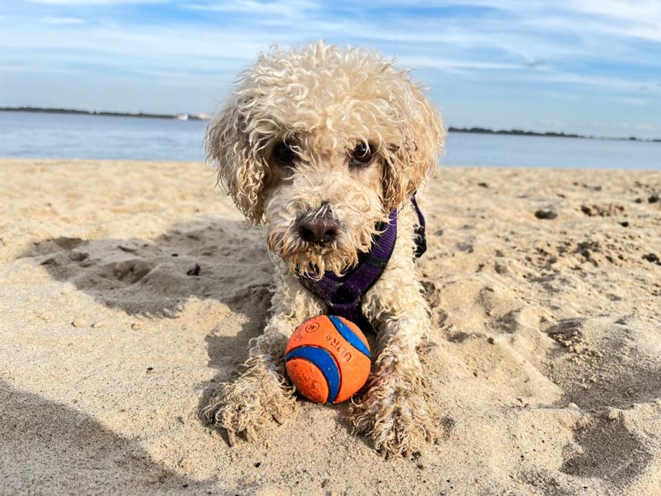 Thumbnail-Urlaub mit Hunden an der Nordsee! Herbstferien frei!