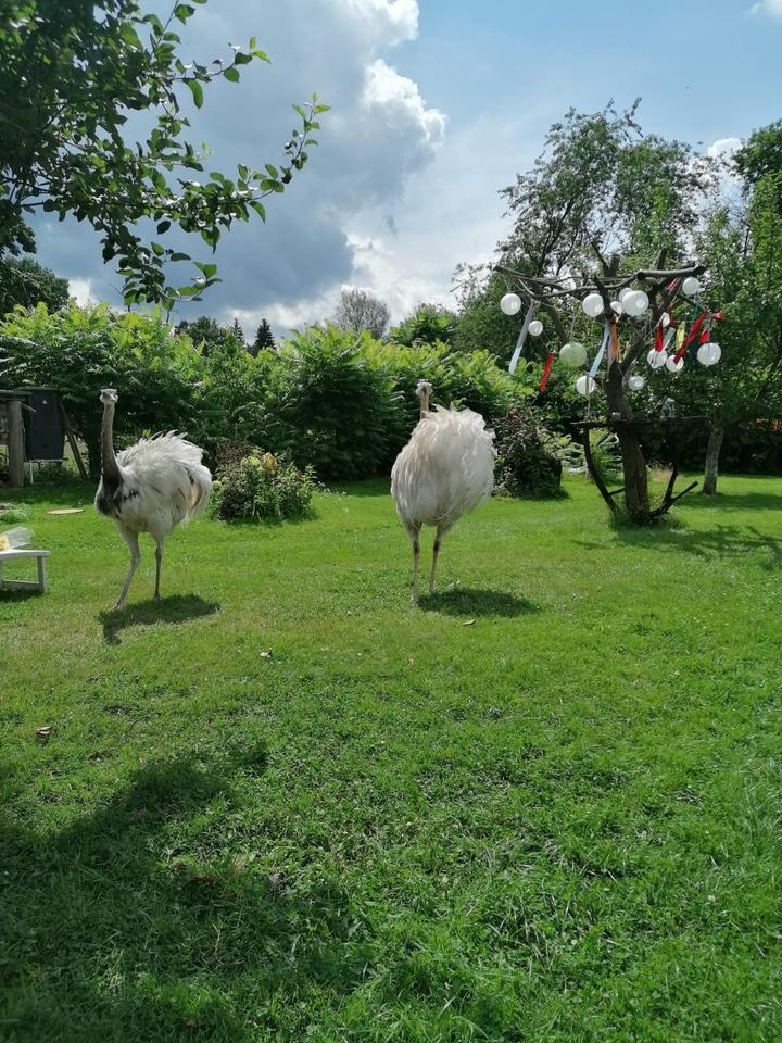 Thumbnail-„Drachenhof Sagar – 8.600 m² Natur, Bauland, Wohnhaus + 200 Jahre