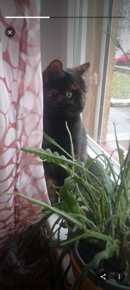 Thumbnail-2 Zimmer Wohnung über wheinachten und Silvester