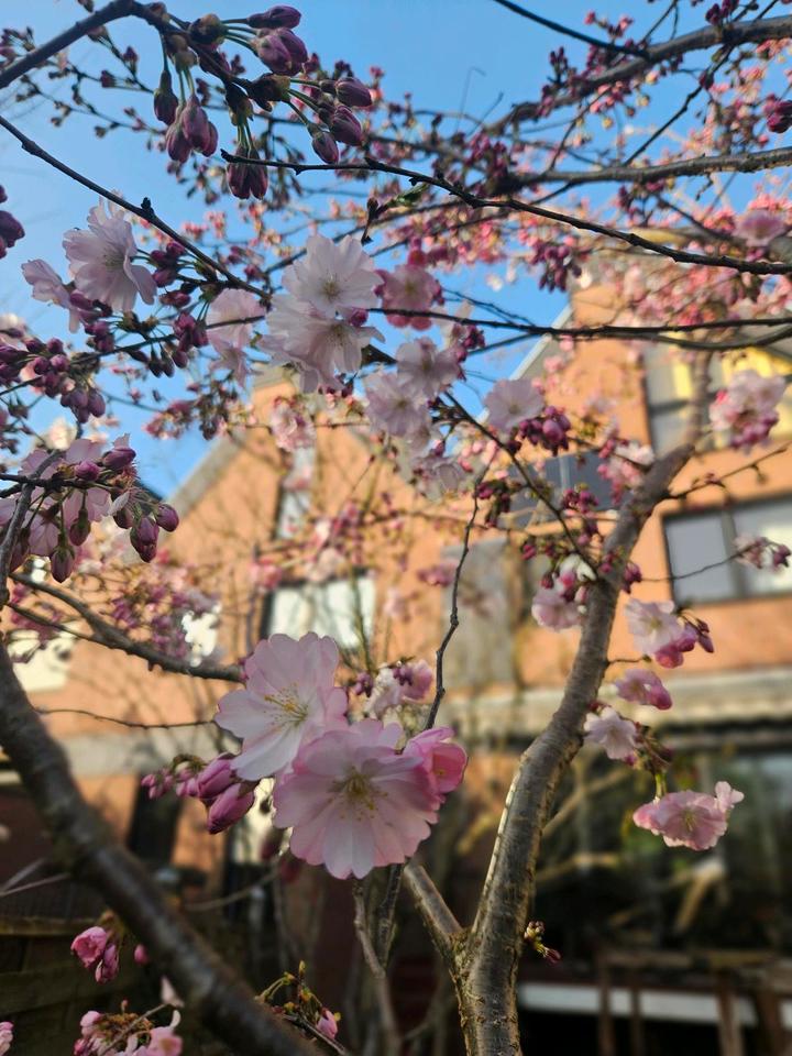 Thumbnail-Familienfreundliches Reihenhaus im Herzen Hildens