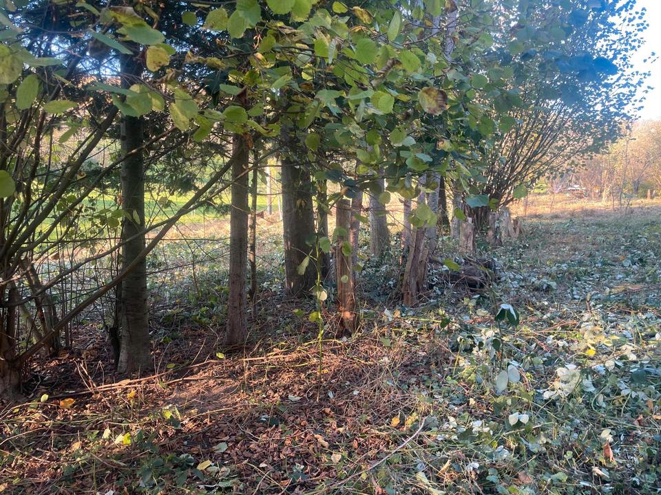 Thumbnail-Grundstück in mitten von Obstwiesen und Weinbergen