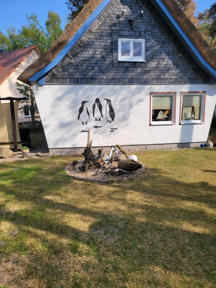 Thumbnail-Ferienhaus Fischland Darss Ostsee ...mit Aktionsangeboten
