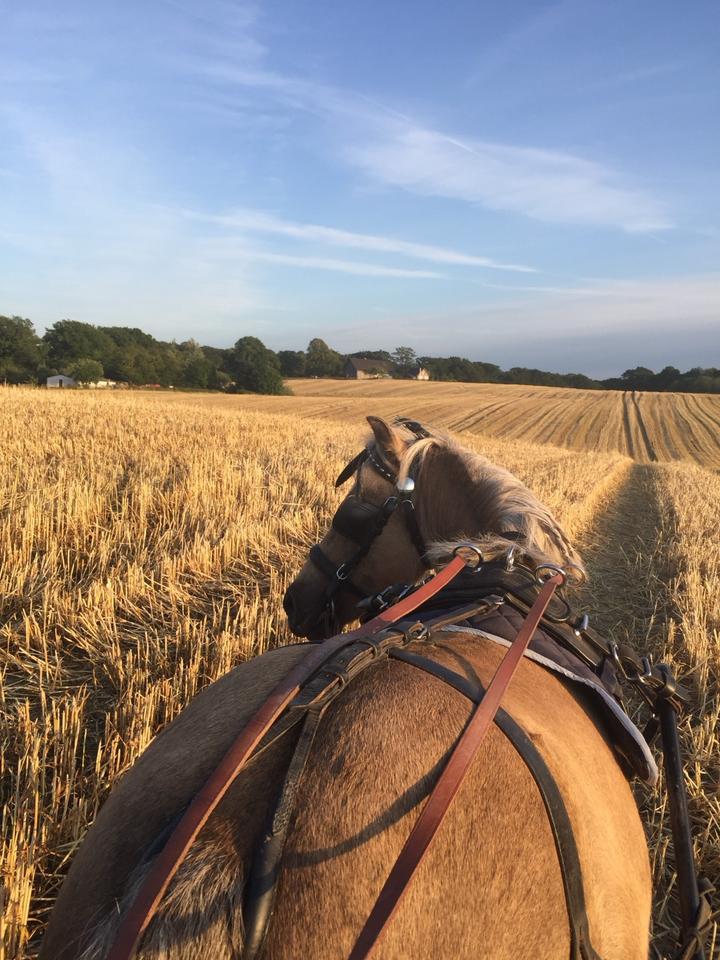 Thumbnail-Ferienwohnung Paulchen