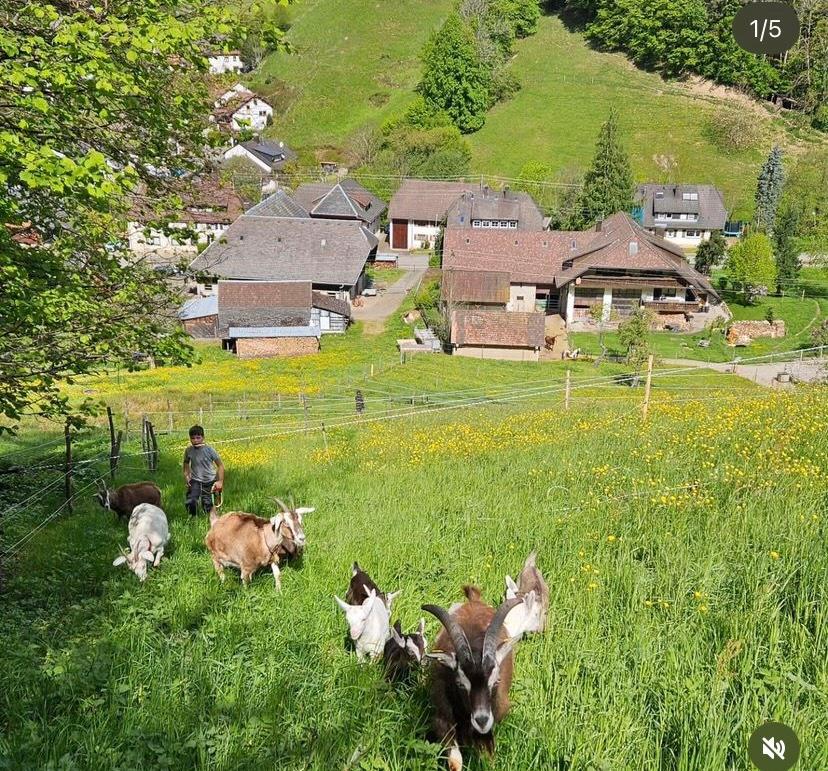 Thumbnail-3 Zimmer Wohnung Münstertal