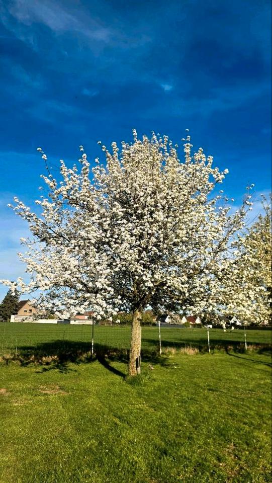 Thumbnail-Camping auf der Obstwiese