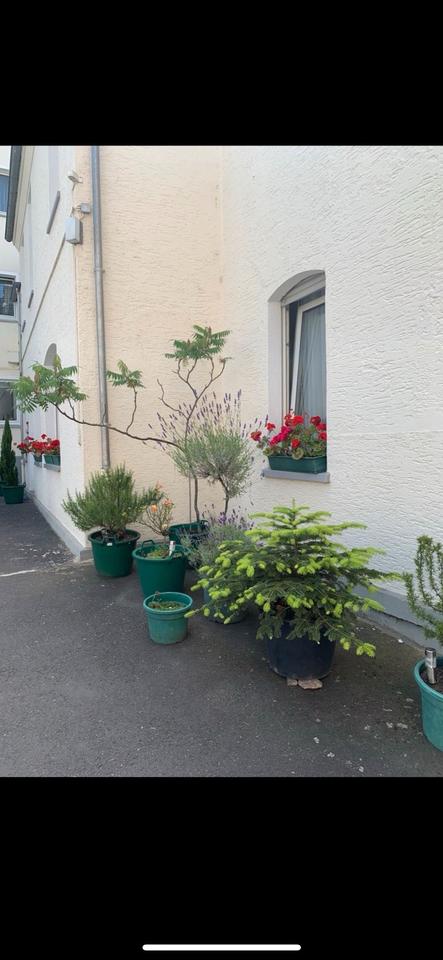 Thumbnail-2-Zimmer-EG-Wohnung (55 qm) in Wiesbaden-Biebrich