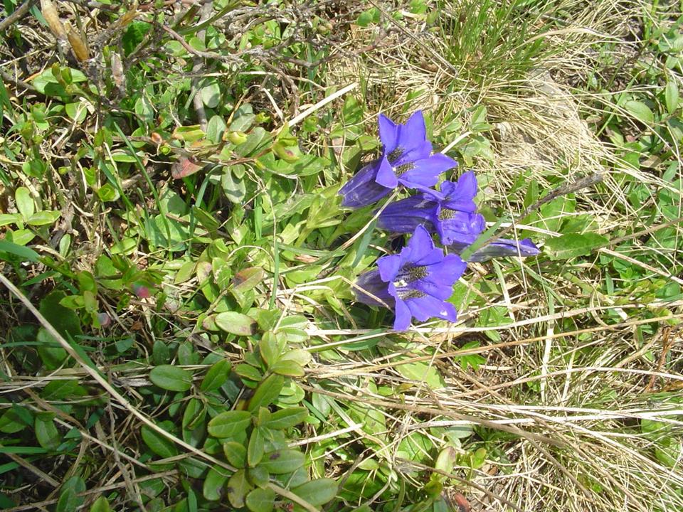 Thumbnail-1,5 Zimmer Wohnung, komplett möbliert und ausgestattet