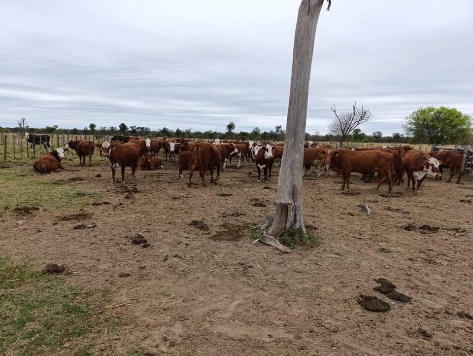 Thumbnail-Investment-Chance: 3.800 ha in Paraguay