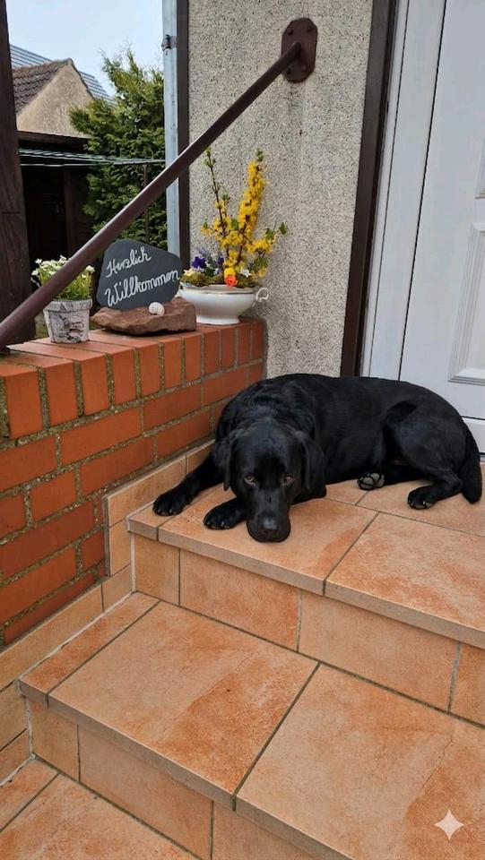 Thumbnail-Ferienhaus am Plauer See 95m2 2-5 Personen mit Hund